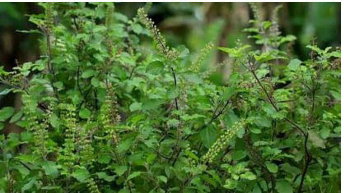 Tulsi-ka-paudha