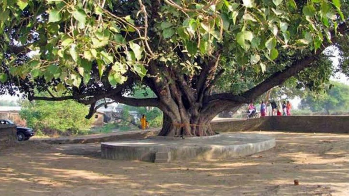 pipal-puja-ke-labh